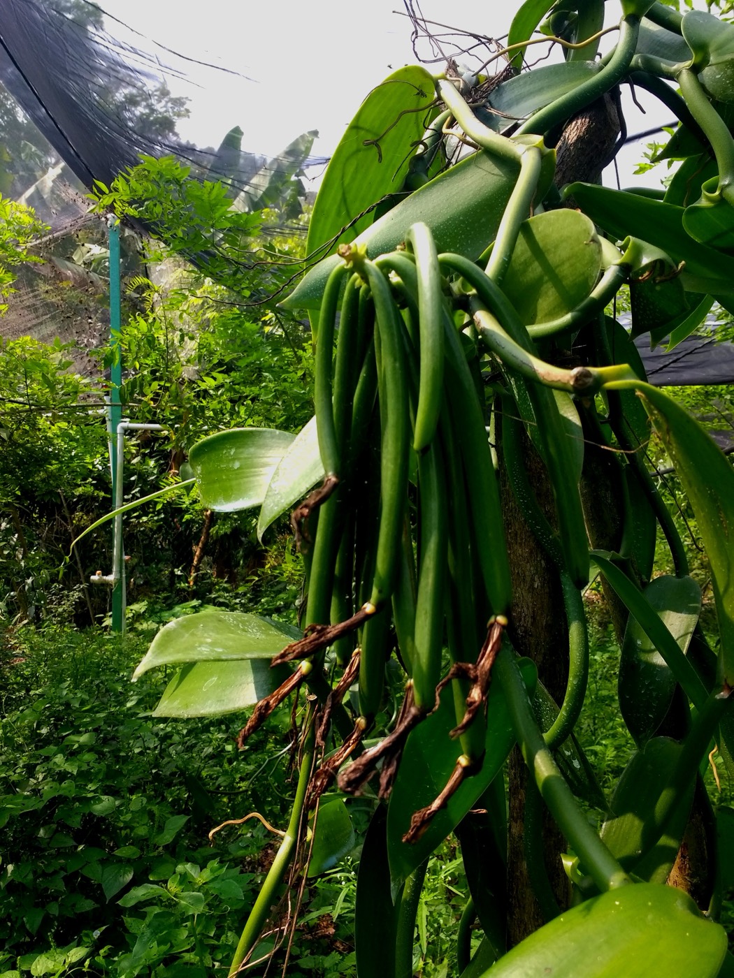 Vainas de vainilla en la planta