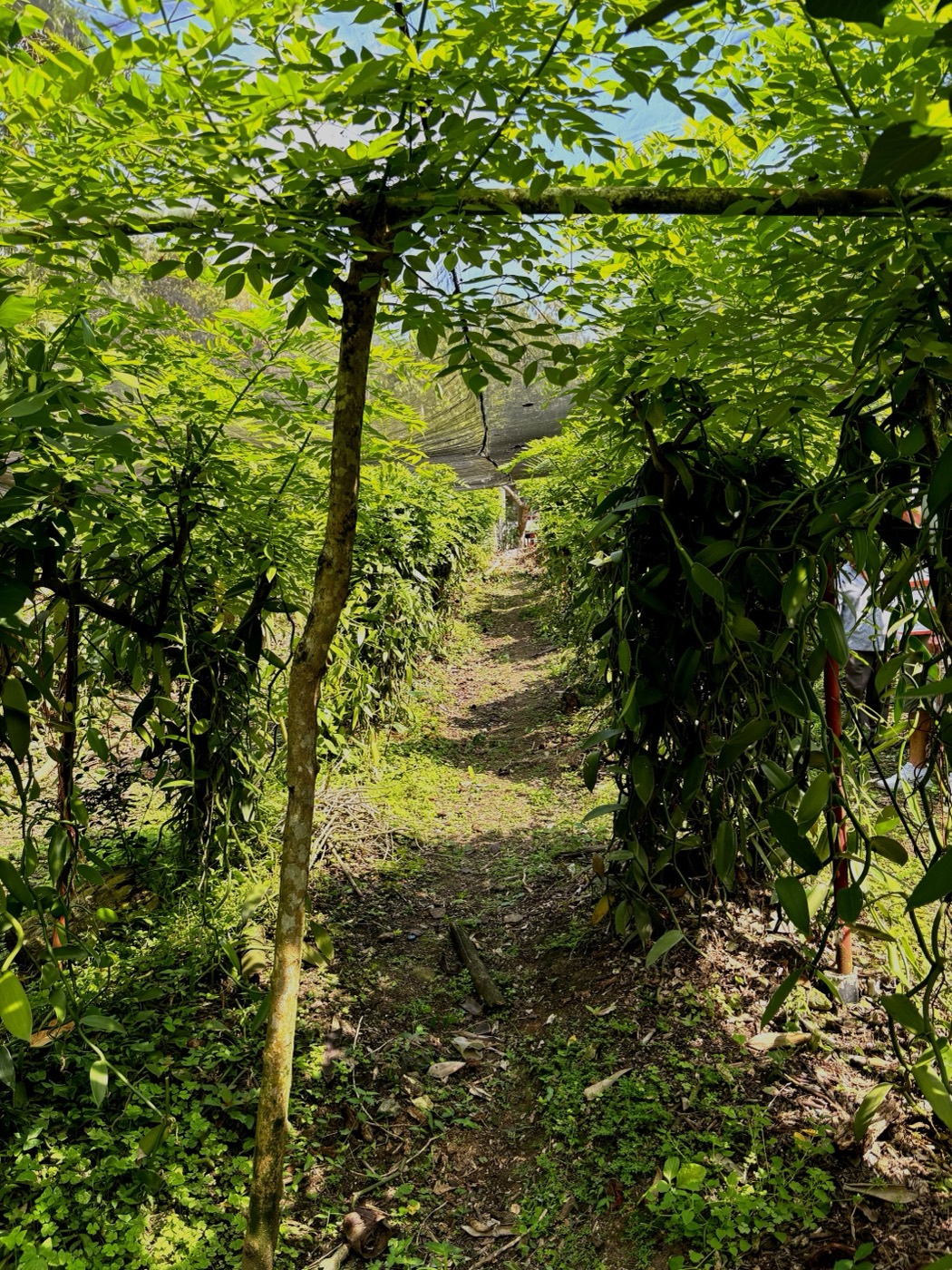 Vainas de vainilla artesanales