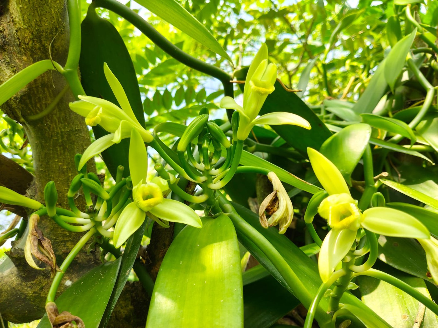 Flor de vainilla — polinización artesanal