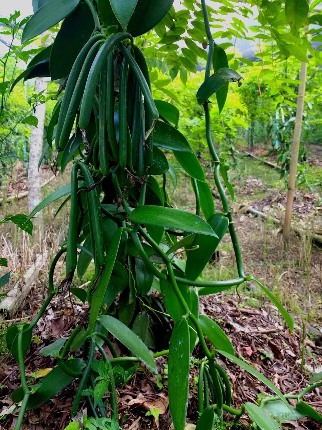 Vainas de vainilla verdes en la planta